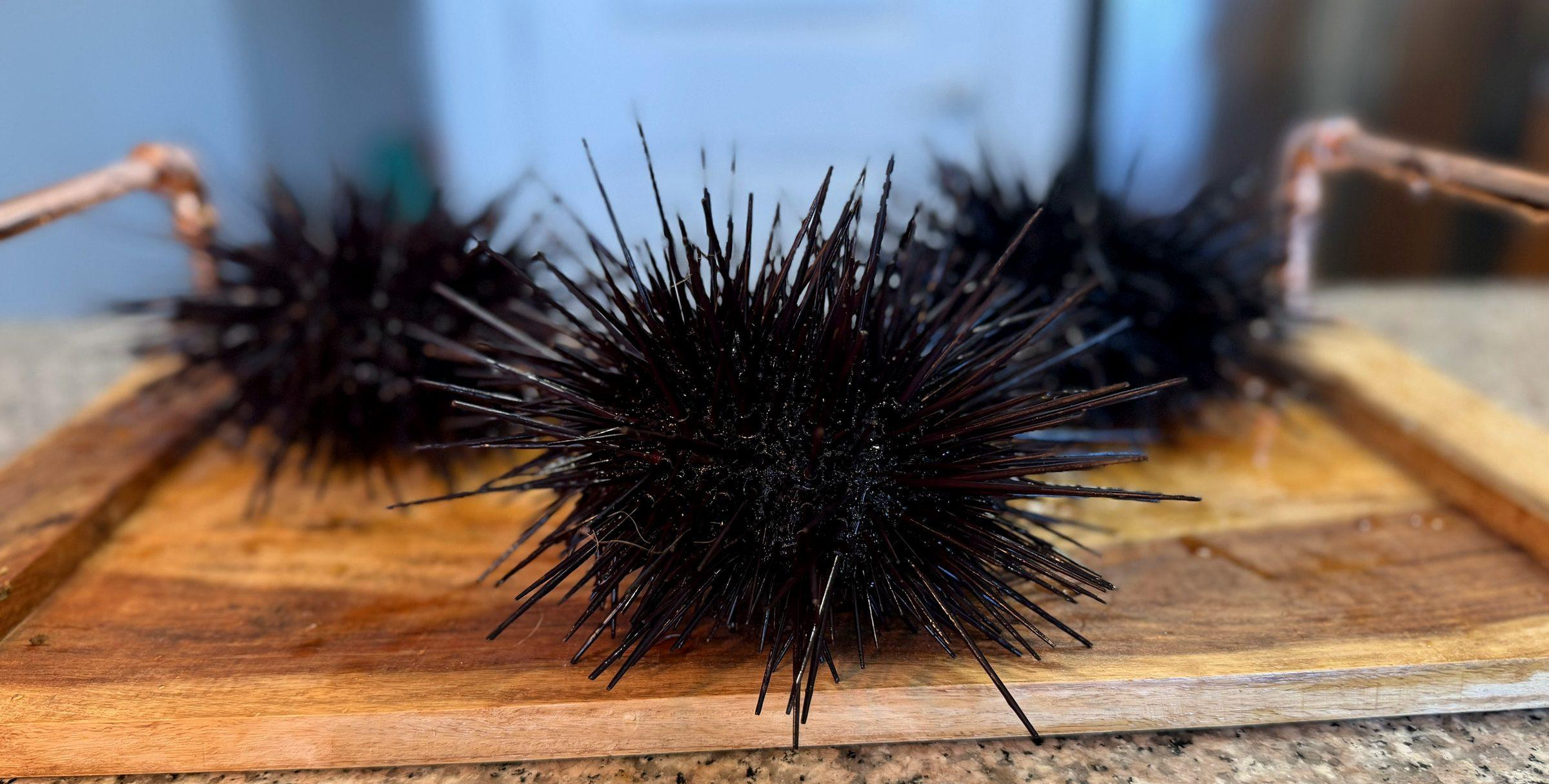 Whole live California red sea urchin on a wooden board